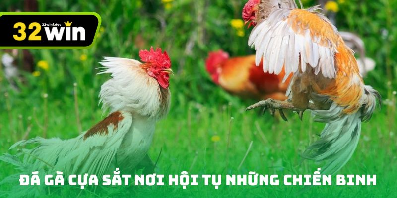 Đá gà cựa sắt nơi hội tụ của những chiến binh